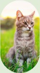 Tabby cat sitting in tall grass