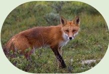 Red fox standing in grass