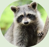 Raccoon climbing a tree
