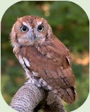 Eastern screech owl perched on a branch